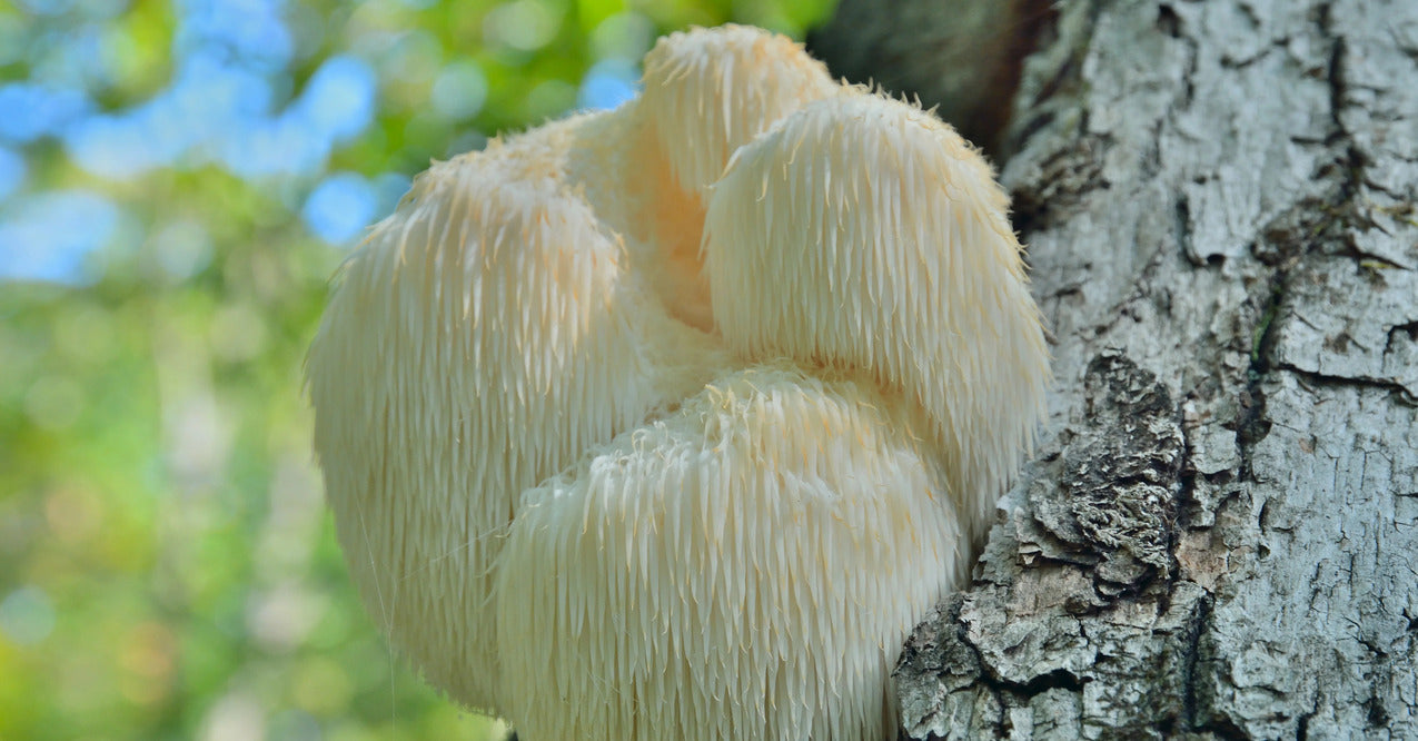 The lion's mane, is a mushroom with multiple benefits